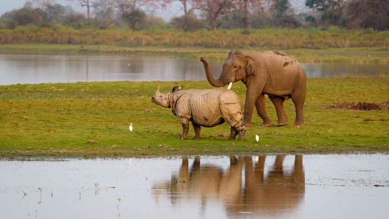 elefante-e-rinoceronte