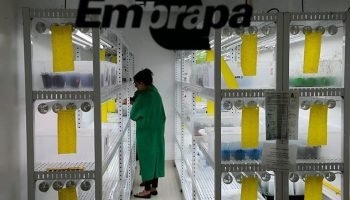 embrapa-768x509