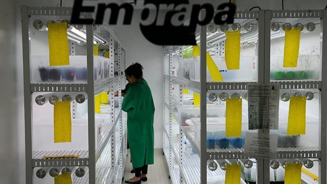 embrapa-768×509 embrapa-768x509