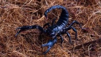 escorpiao