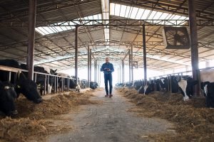 Farmer cattleman walking through domestic animals farm with tabl