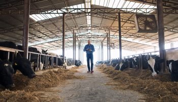 Farmer cattleman walking through domestic animals farm with tabl