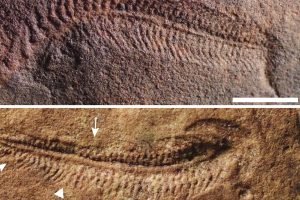 fossil-capa