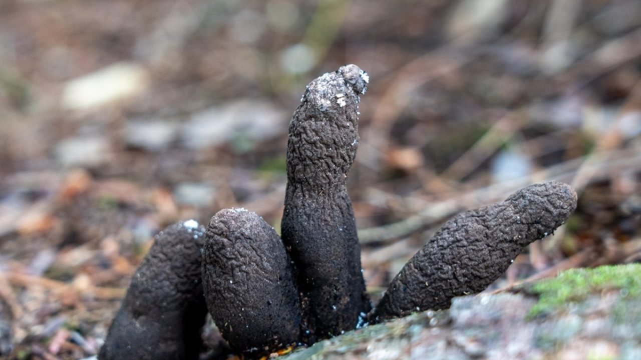 fungo-dedos-de-morto