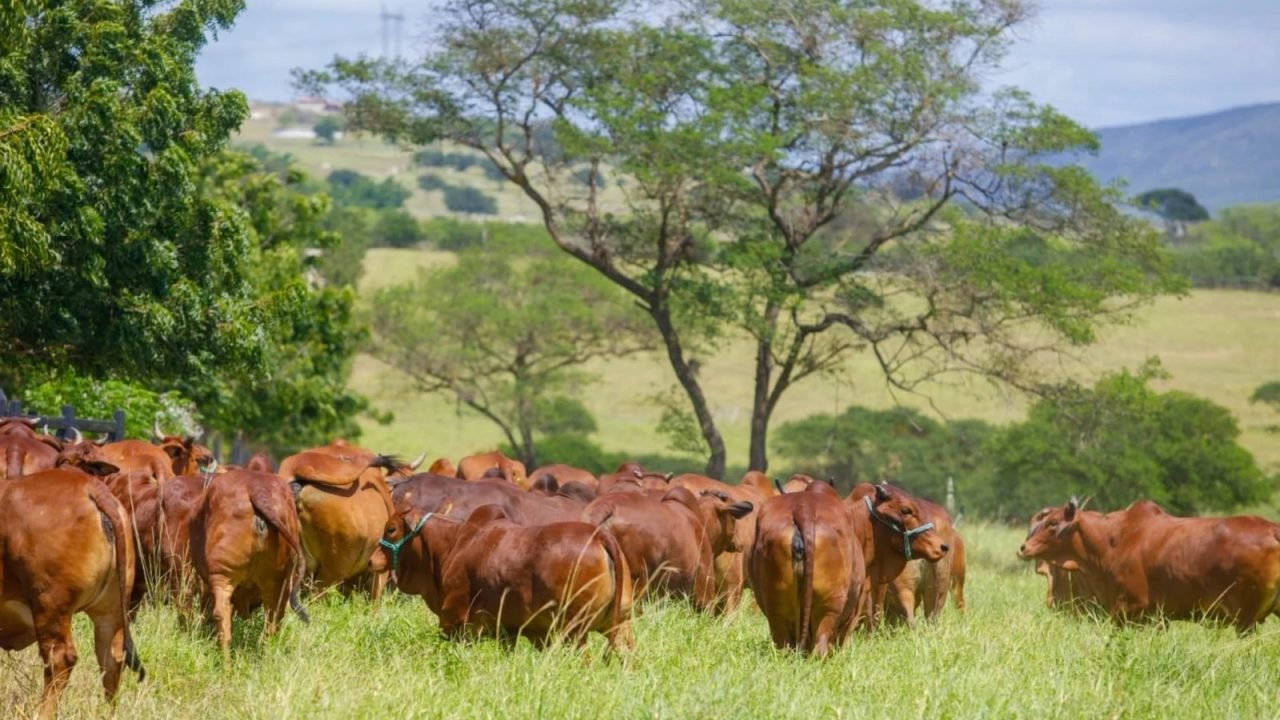 gravata_tera_o_3___dia_de_campo_na_fazenda_tres_coracoes_-35736067 gravata_tera_o_3___dia_de_campo_na_fazenda_tres_coracoes_-35736067