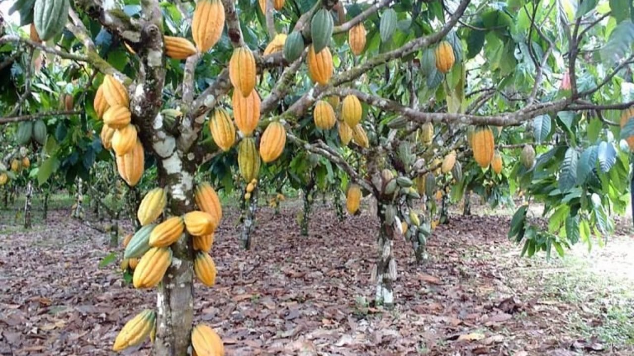 img20200709122948532-768x512