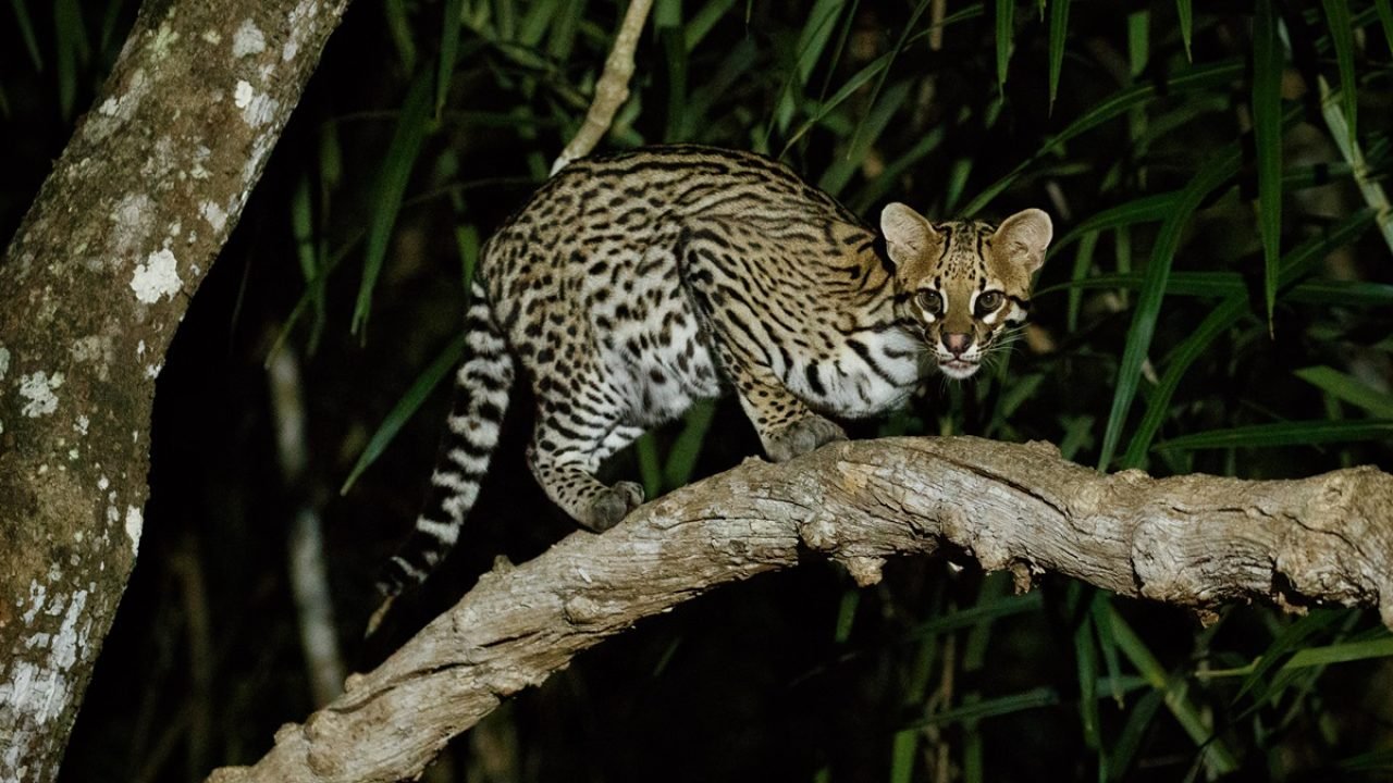 Foto: 1 de 1 Foto de jaguatirica em árvore - Metrópoles - Foto: Freepik