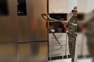 Uma jararaca adulta foi encontrada em uma casa em Sobradinho II, no Distrito Fed