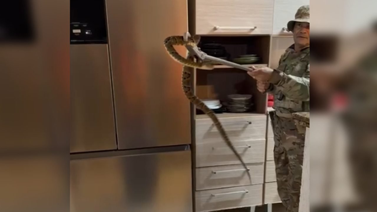 Uma jararaca adulta foi encontrada em uma casa em Sobradinho II, no Distrito Fed