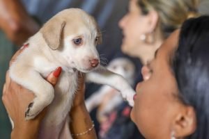 Foto: 1 de 1 Cadastro de animais no DF - Foto: Joel Rodrigues/Agência Brasília