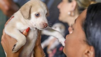 Foto: 1 de 1 Cadastro de animais no DF - Foto: Joel Rodrigues/Agência Brasília