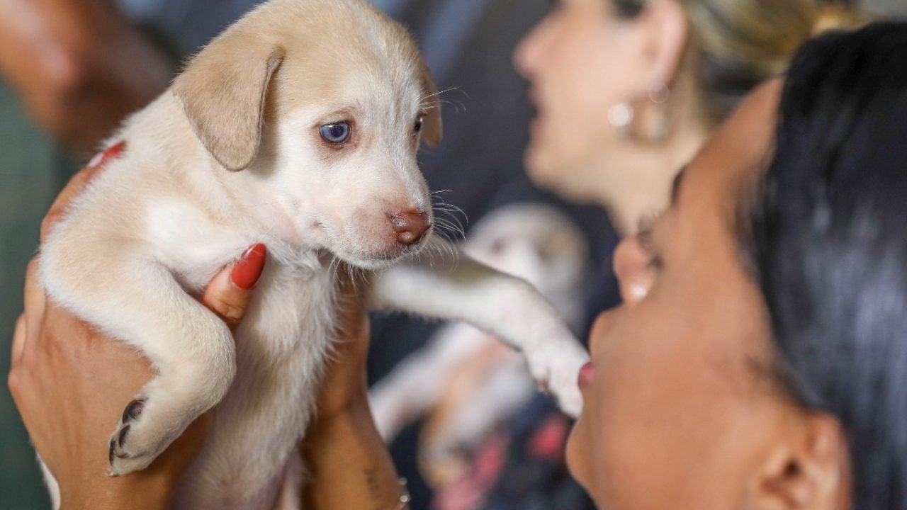 Foto: 1 de 1 Cadastro de animais no DF - Foto: Joel Rodrigues/Agência Brasília
