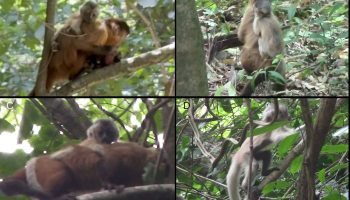 Foto: 1 de 1 Imagens colorida mostram macaco-prego com leucismo - Metrópoles - F