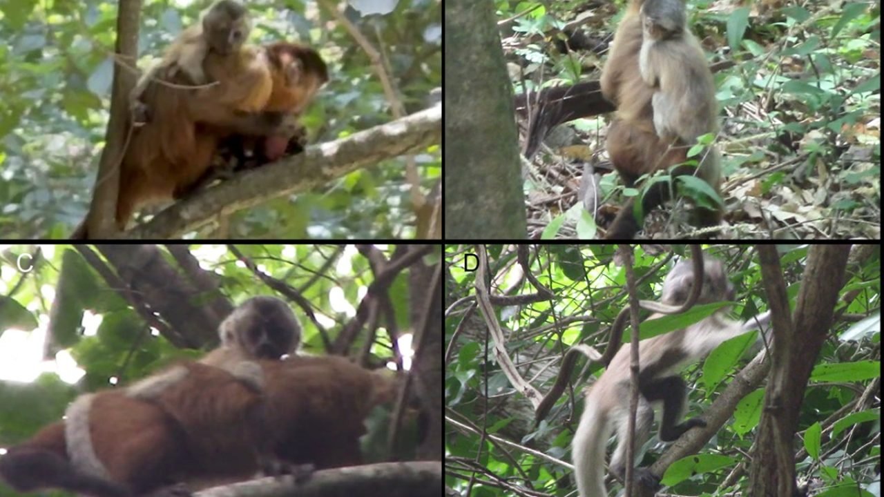 macaco-prego-fantasma-1 Foto: 1 de 1 Imagens colorida mostram macaco-prego com leucismo - Metrópoles - F