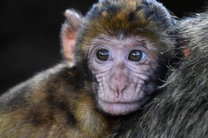 macaco