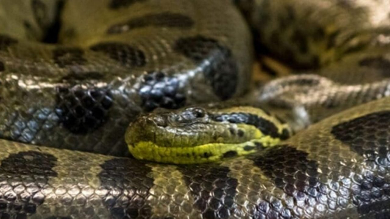 maior-sucuri-do-mundo
