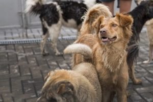 many-cute-rescue-dogs-shelter-waiting-be-adopted-1536x864
