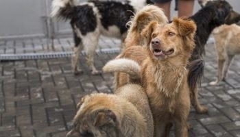 many-cute-rescue-dogs-shelter-waiting-be-adopted-1536x864