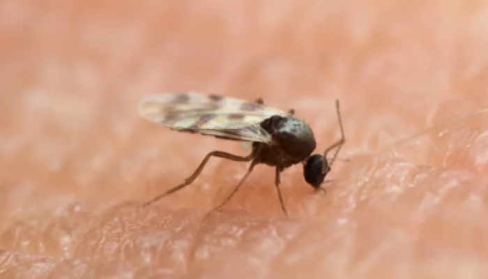 mosquito