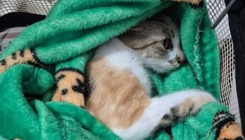 mulher-a-presa-apas-jogar-gata-do-12-andar-em-curitiba