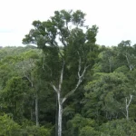Desmate na amazônia em maio fica perto de mínima histórica — Foto: Desmate na am