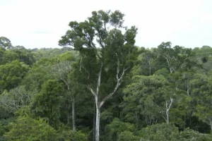 Desmate na amazônia em maio fica perto de mínima histórica — Foto: Desmate na am