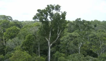 Desmate na amazônia em maio fica perto de mínima histórica — Foto: Desmate na am
