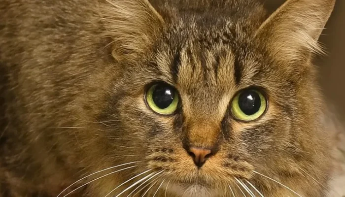 Gata desaparecida por 443 dias reencontra família nos EUA em 'milagre de Natal'