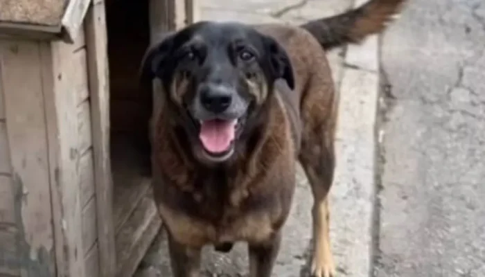 Adolescentes Suspeitos da Morte do Cão Orelha Podem Enfrentar Internação, Não Prisão