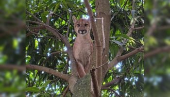 Foto: 1 de 1 onça-parda em Valparaíso de Goiás - Foto: Divulgação/CBMGO