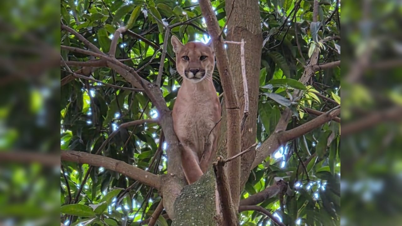 Foto: 1 de 1 onça-parda em Valparaíso de Goiás - Foto: Divulgação/CBMGO