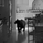 Foto preto e branco de câmera de segurança de urso em casa nos EUA — Foto: 1 de