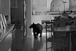 Foto preto e branco de câmera de segurança de urso em casa nos EUA — Foto: 1 de