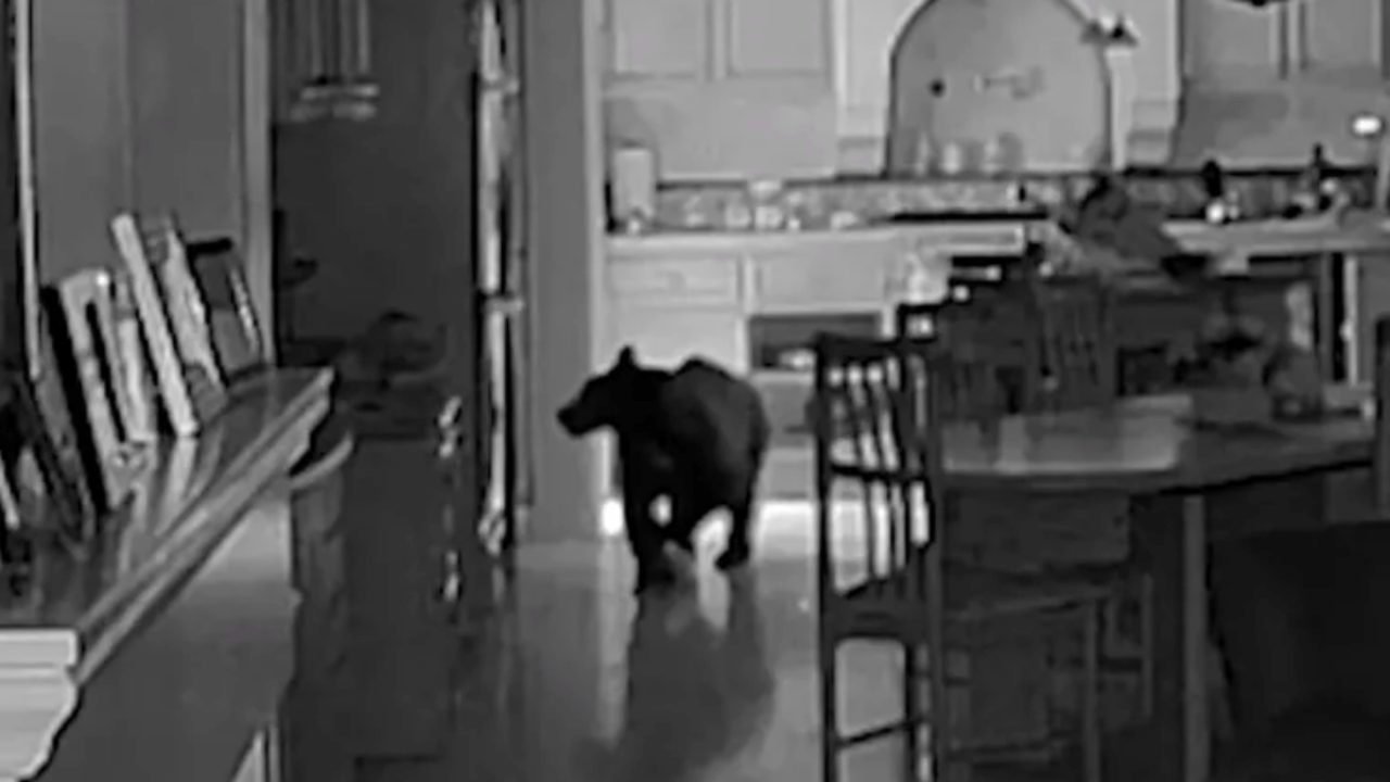 Foto preto e branco de câmera de segurança de urso em casa nos EUA — Foto: 1 de