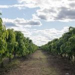 plantio_de_uva-907056