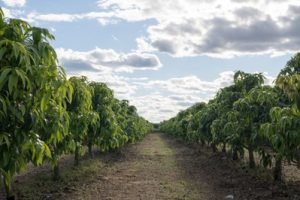 plantio_de_uva-907056