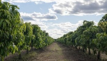 plantio_de_uva-907056