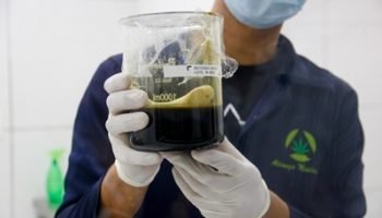 producao_cannabis_medicinal-838612