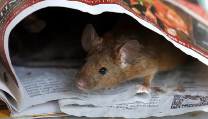 rato