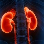 Foto: 1 de 1 Ilustração de rins - Metrópoles - Foto: magicmine/Getty Images