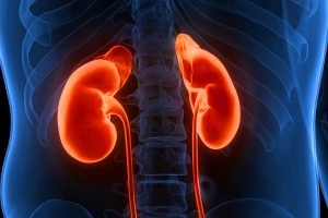 Foto: 1 de 1 Ilustração de rins - Metrópoles - Foto: magicmine/Getty Images