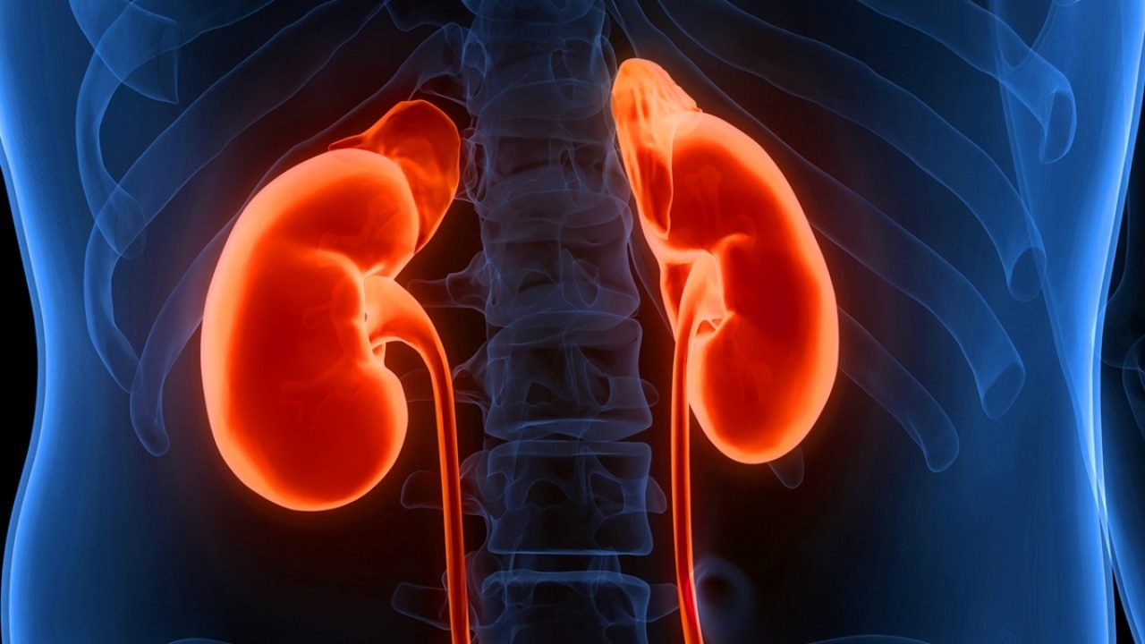 Foto: 1 de 1 Ilustração de rins - Metrópoles - Foto: magicmine/Getty Images