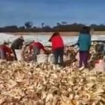 trabalho-escravo