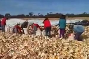 trabalho-escravo