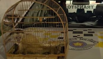 transporte-macaco-marginal-tiete