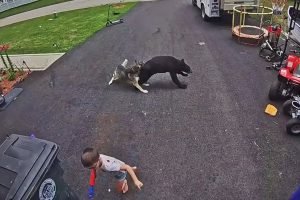urso-crianca-cachorro