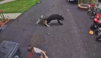 urso-crianca-cachorro