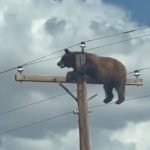 urso-se-pendura-em-poste-de-energia
