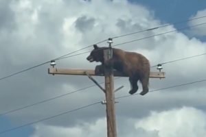 urso-se-pendura-em-poste-de-energia