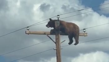 urso-se-pendura-em-poste-de-energia